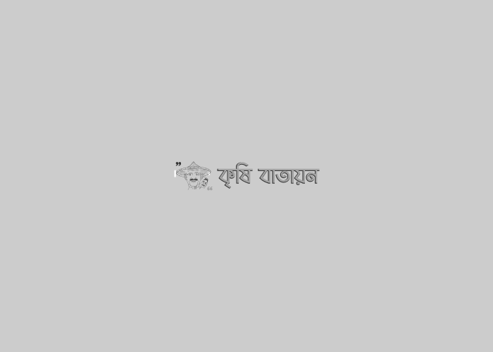 ফেরমনে ফাদ