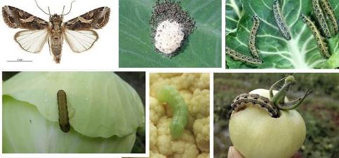 বিষমুক্ত নিরাপদ ফুলকপি, বাধাকপি ও টমেটো উৎপাদন পন্থা