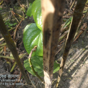 পানের কান্ড পঁচা রোগ