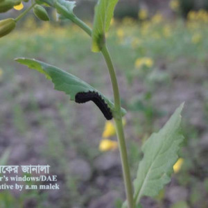 সরিষার করাতমাছি পোকা