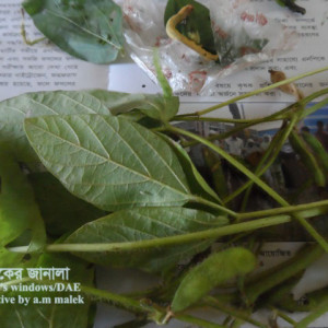 সয়াবিনের ফলছিদ্রকারি পোকা