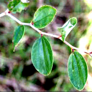 কুলের পাতা মোড়ানো পোকা